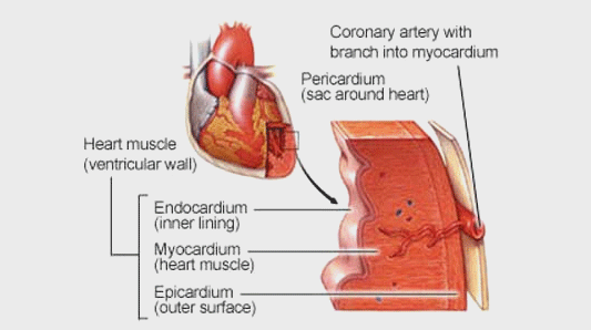 heart basics image 1