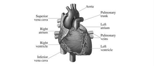 heart basics image 2